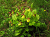 Cypripedium calceolus